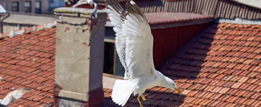 Residential Chimney Animal Removal Solution in Albertville, AL