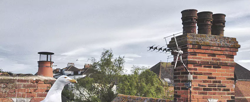 Chimney Cleaning And Restoration in Albertville, Alabama